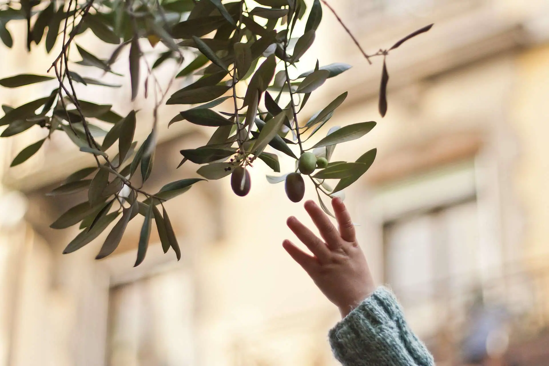 Cómo podar un olivo de jardín