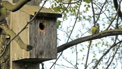 Como hacer una casita para pájaros o caja nido