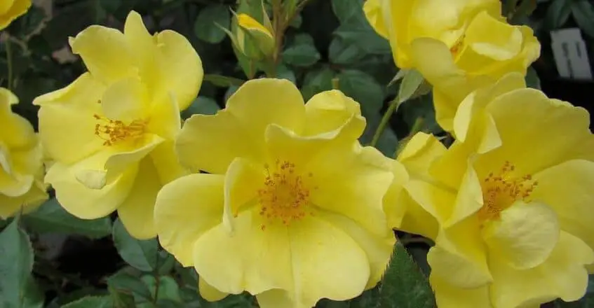 11-Yellow Fleurette