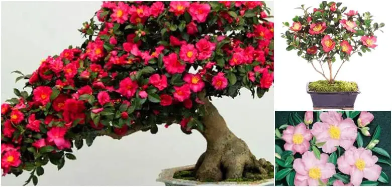 Camelia de Otoño - Camellia sasanqua