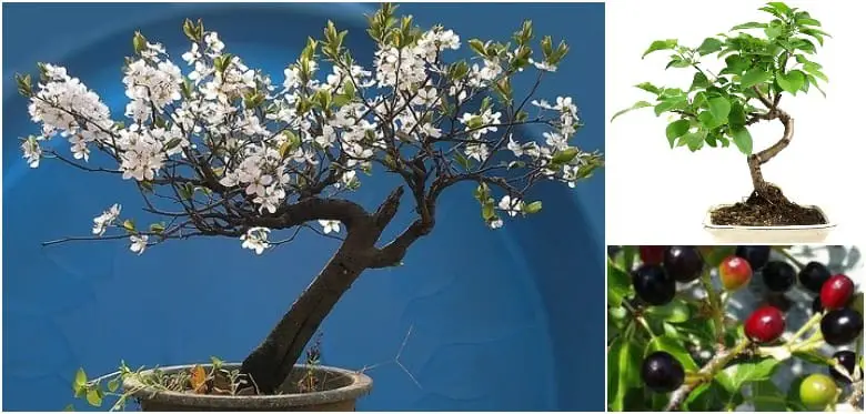 Cerezo de Santa Lucía - Prunus mahaleb.