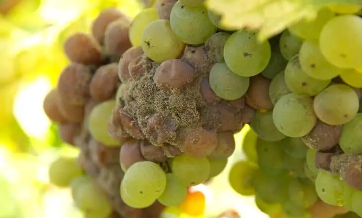 podredumbre gris en las uvas