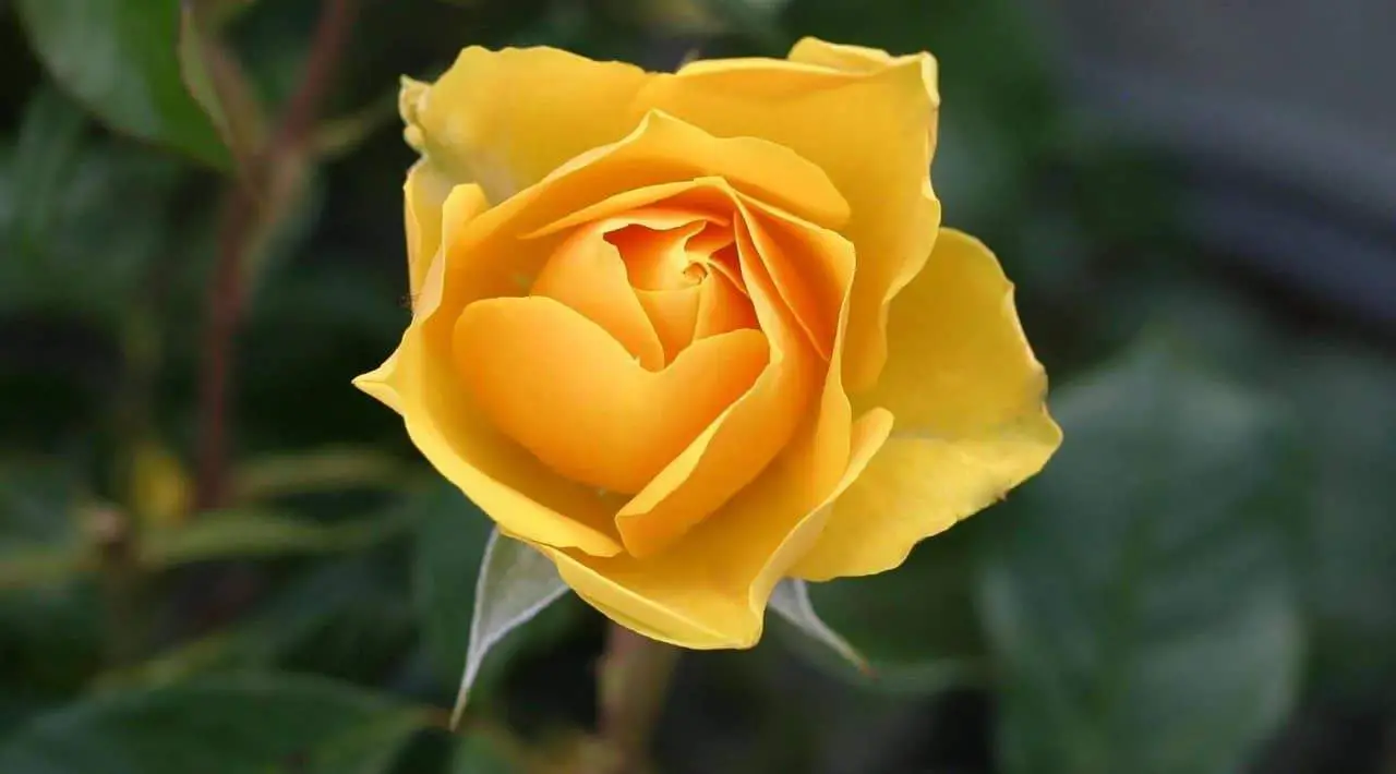variedades de Rosas Amarillas para cultivar
