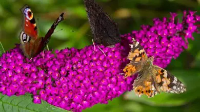 Budelia o Arbusto de las mariposas, CUIDADOS de la Buddleia