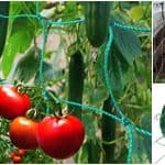 Cómo usar la malla para entutorar tomates y otras hortalizas