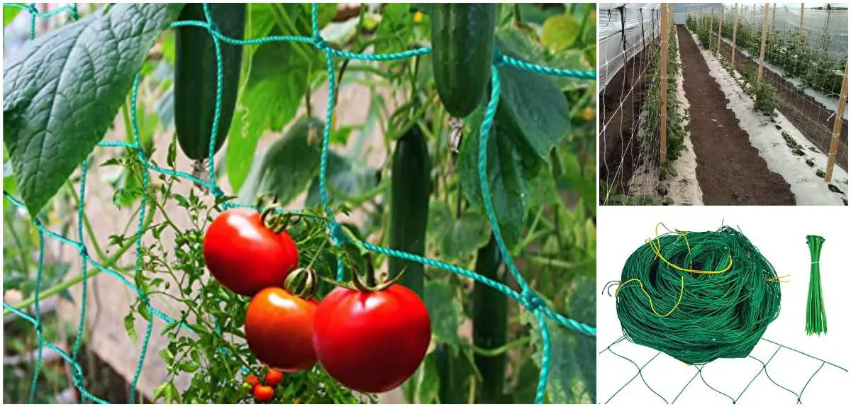 Cómo usar la malla para entutorar tomates y otras hortalizas