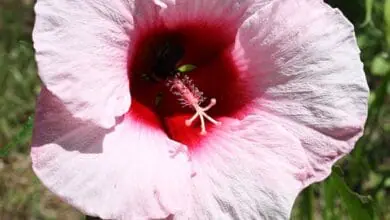 hibiscus moscheutos 'Lady Baltimore'