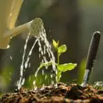 Riego de semilleros: ¿Cual es la forma correcta y cómo hacerlo"