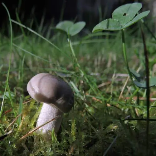 Button mushroom