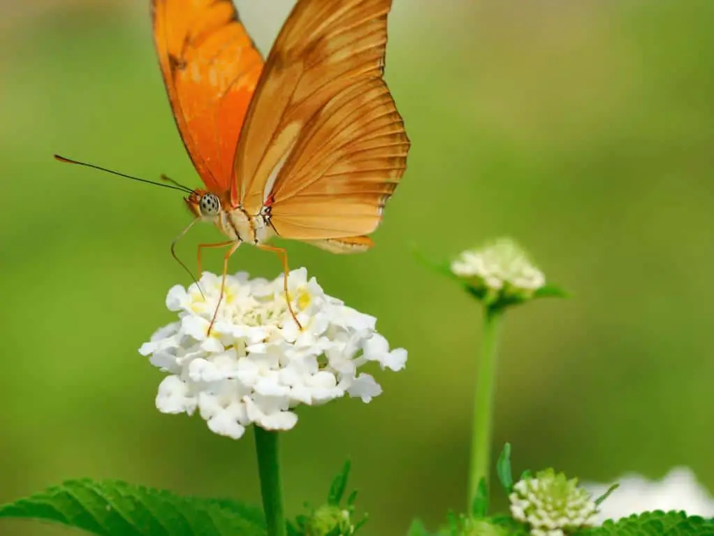 Las Mariposas polinizadores de plantas por excelencia