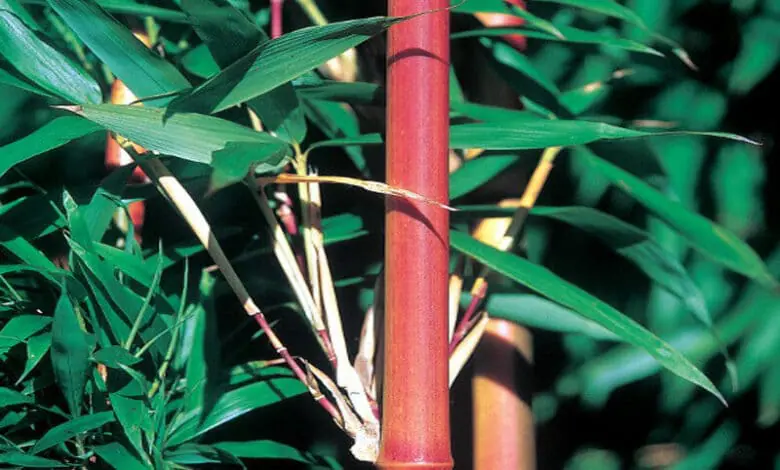Semiarundinaria yashadake 'Kimmei' or 'Red Bamboo'