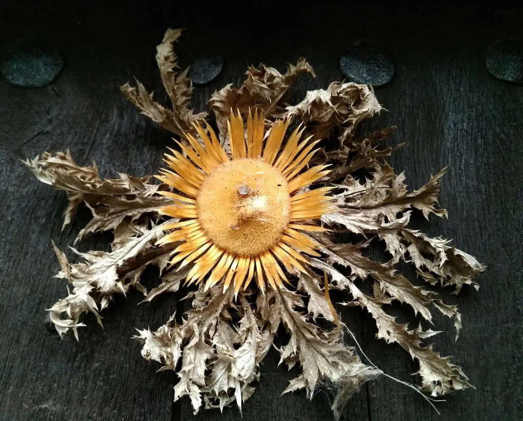 Eguzkilore, La flor del Sol de la mitología vasca que protege los hogares
