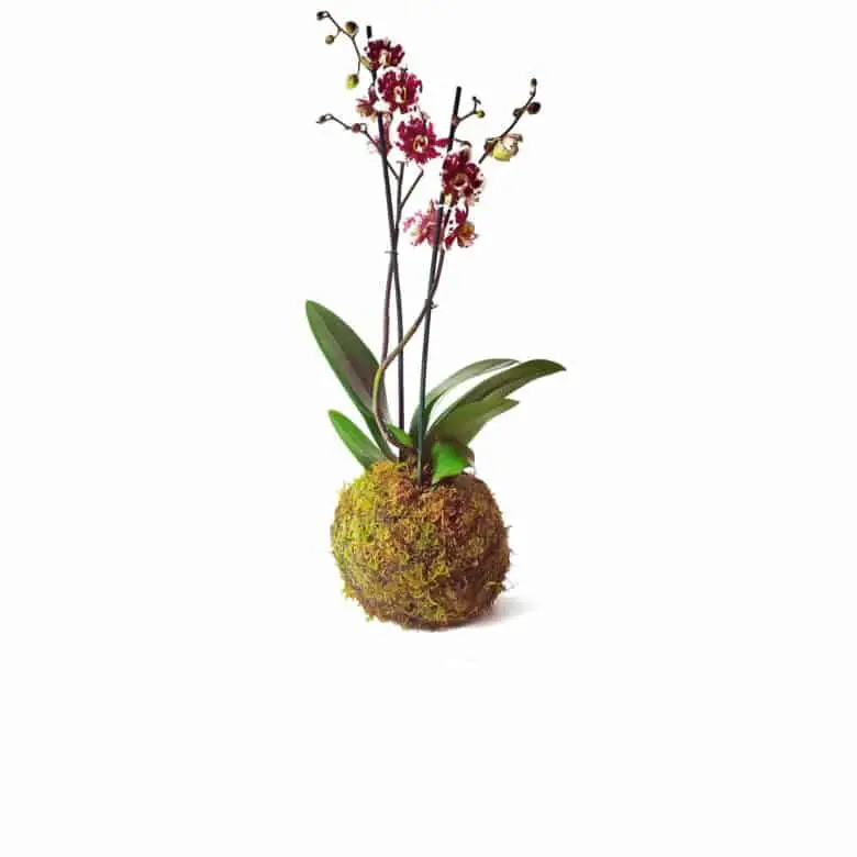 Orquídea en kokedama