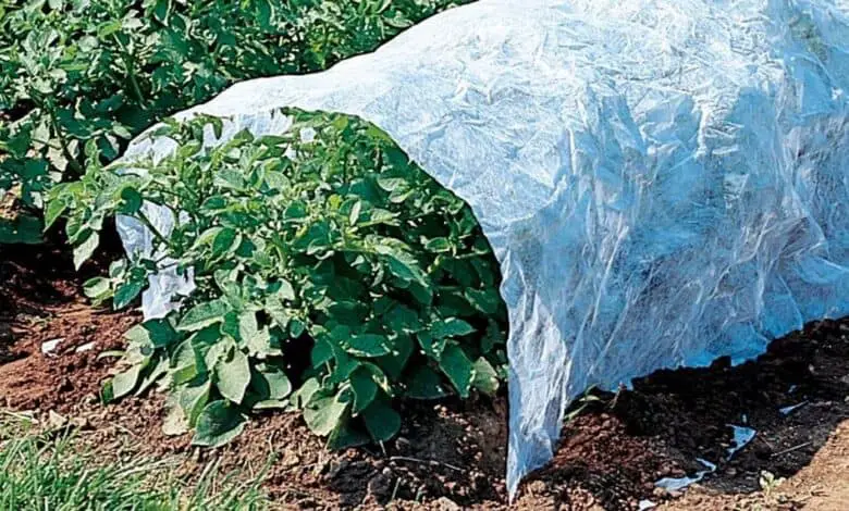Una cubierta flotante puede proteger las plantas de las langostas