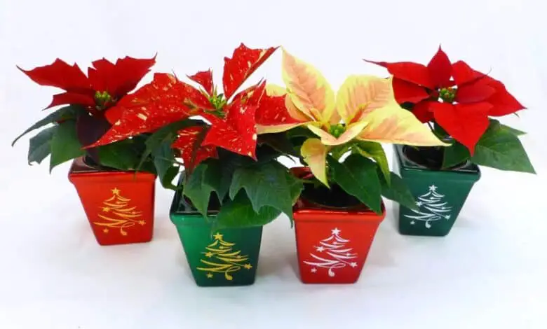 4 mini-poinsettias in small decorative pots.