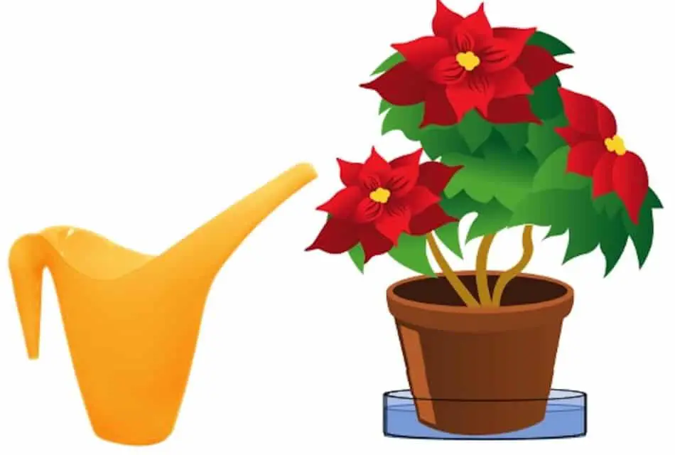Pot of poinsettia soaked in a saucer with water, also watering can