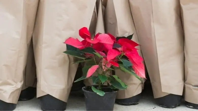 The poinsettia surrounded by plants in paper bags for transport.