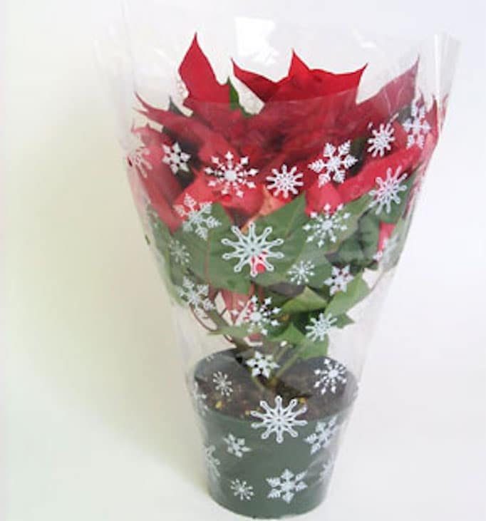 The poinsettia's leaves fall off: 10 Causes and Solutions 5 Poinsettia sealed inside a plastic sleeve.