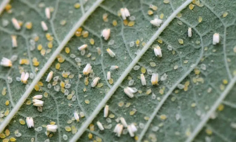 Whitefly infested leaf