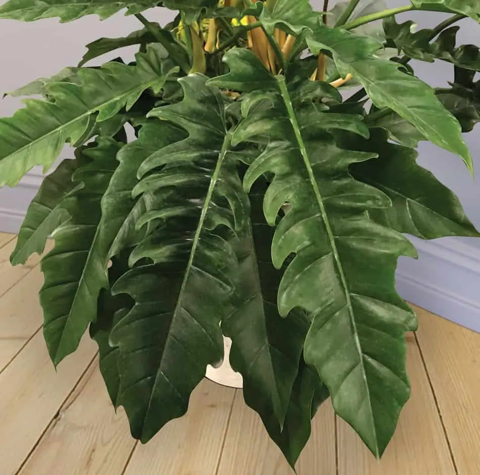 Filodendro 'Jungle Boogie' (Philodendron 'Jungle Boogie')