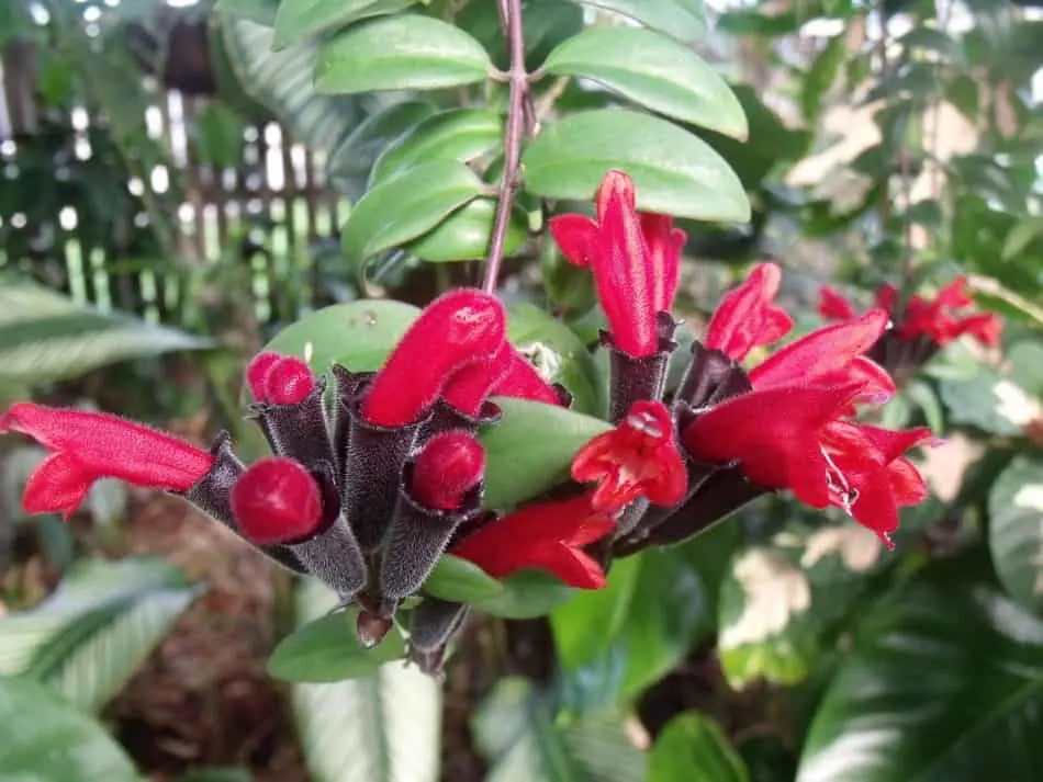 Planta barra de labios (Aeschynanthus pulcher, sin. Aeschynanthus lobbianus)