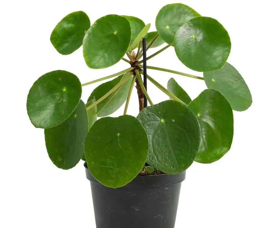 Planta China del Dinero (Pilea peperomioides)