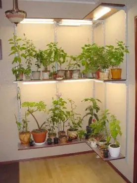 Varias plantas que crecen bajo luces fluorescentes en un sótano.