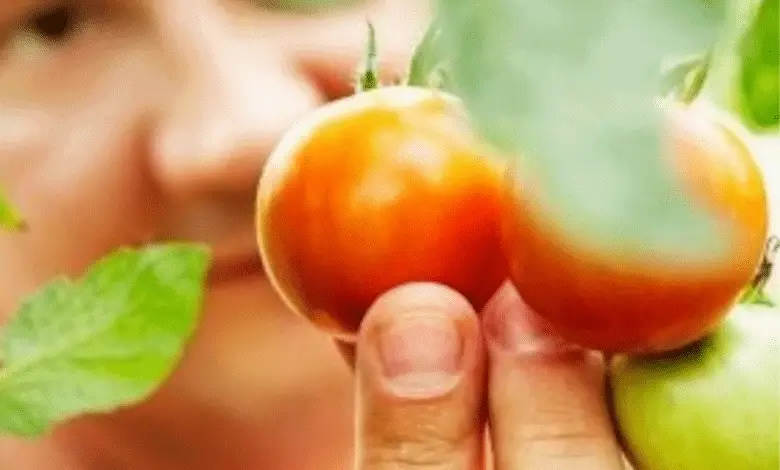 Hombre estudiando un tomate