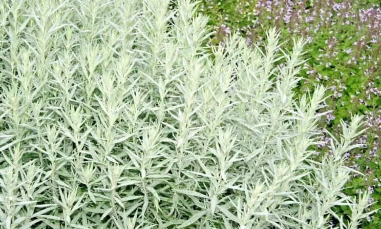 Artemisa de Luisiana o Estafiate (Artemisia ludoviciana) Foto: Amazon.com