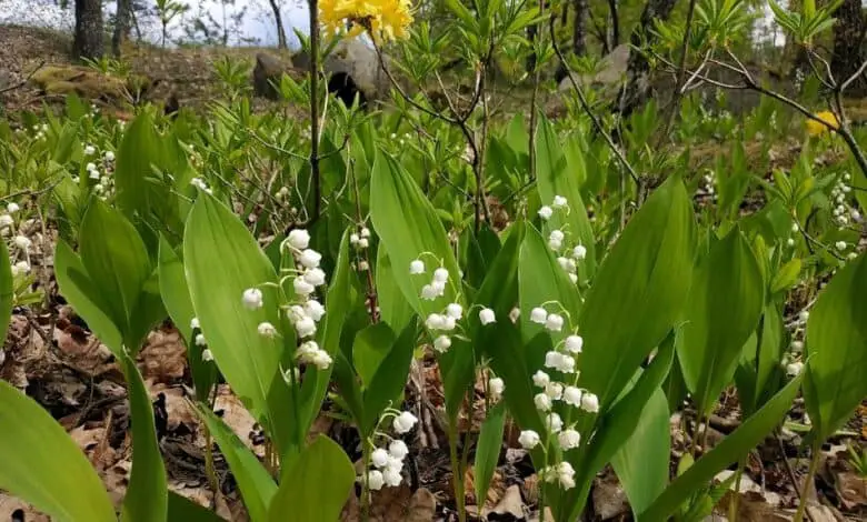 Lily of the valley (Convallaria majalis).