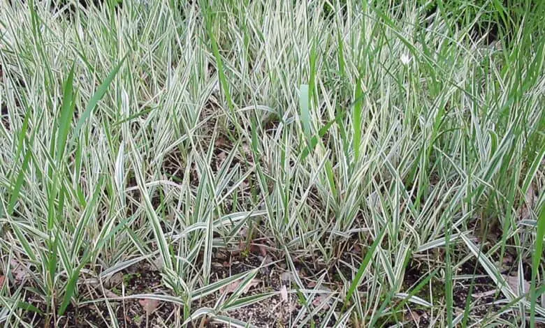 Tape grass or Shepherdess tape (Phalaris arundinacea picta