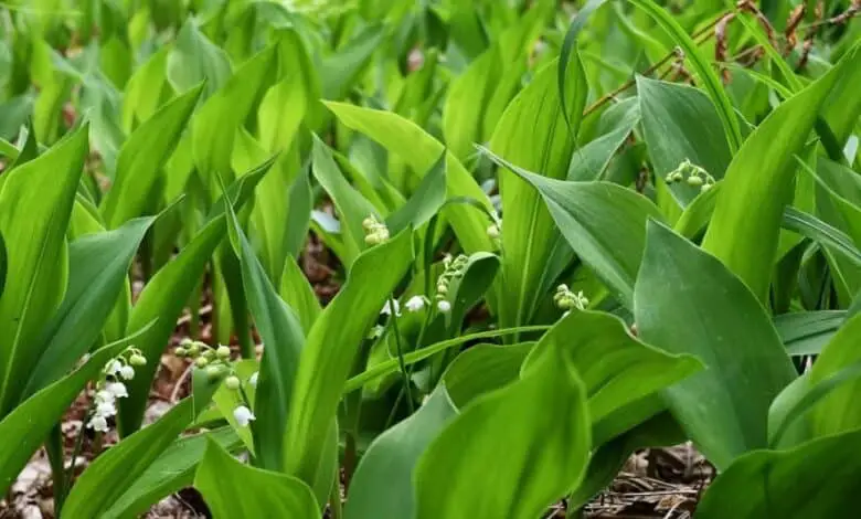 The lily of the valley invasive plant