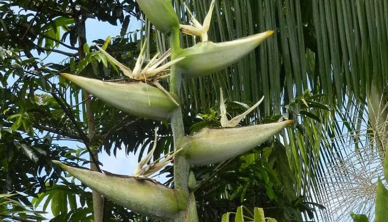 Phenakospermum-guyannense