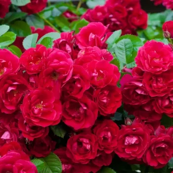 Rosas polyantha